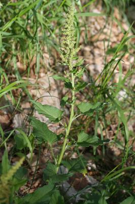 Arroche hastée Atriplex prostrata Boucher ex DC., 1805