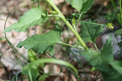 Arroche hastée Atriplex prostrata Boucher ex DC., 1805