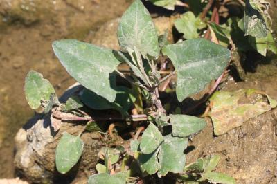 Arroche hastée Atriplex prostrata Boucher ex DC., 1805