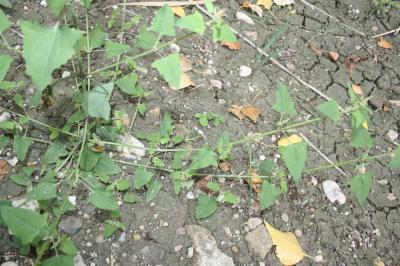 Arroche hastée Atriplex prostrata Boucher ex DC., 1805