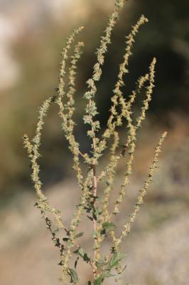 Arroche rosée Atriplex rosea L., 1763
