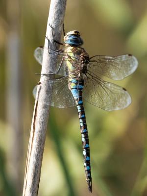 Aeschne mixte Aeshna mixta Latreille, 1805