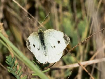 Piéride de la Rave (La), Petit Blanc du Chou (Le), Pieris rapae (Linnaeus, 1758)