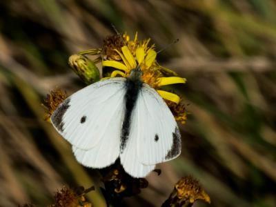 Piéride de la Rave (La), Petit Blanc du Chou (Le), Pieris rapae (Linnaeus, 1758)