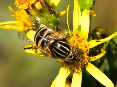  Eristalinus megacephalus (Rossi, 1794)
