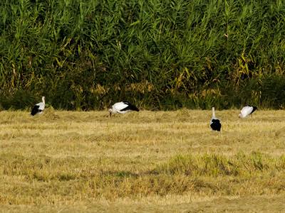 Cigogne blanche Ciconia ciconia (Linnaeus, 1758)