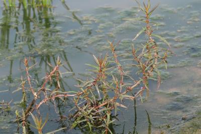 Ammannia écarlate Ammannia coccinea Rottb., 1773