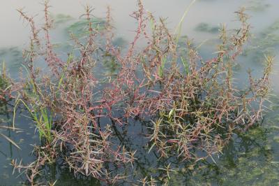 Ammannia écarlate Ammannia coccinea Rottb., 1773
