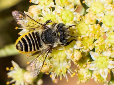  Megachile pilidens Alfken, 1924
