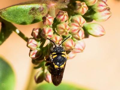  Anthidiellum strigatum (Panzer, 1805)