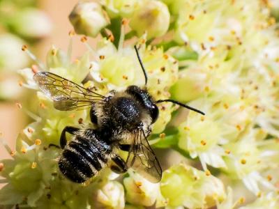  Megachile apicalis Spinola, 1808