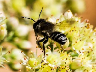  Megachile apicalis Spinola, 1808
