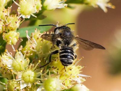  Megachile apicalis Spinola, 1808