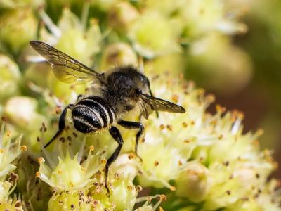  Megachile apicalis Spinola, 1808