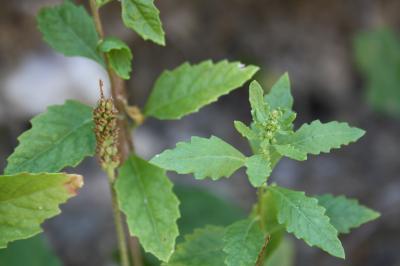 Chénopode fausse Ambroisie Dysphania ambrosioides (L.) Mosyakin & Clemants, 2002