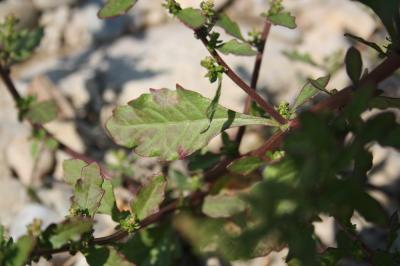 Chénopode fausse Ambroisie Dysphania ambrosioides (L.) Mosyakin & Clemants, 2002