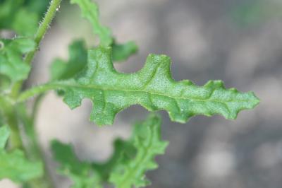 Chénopode à grappes Dysphania botrys (L.) Mosyakin & Clemants, 2002