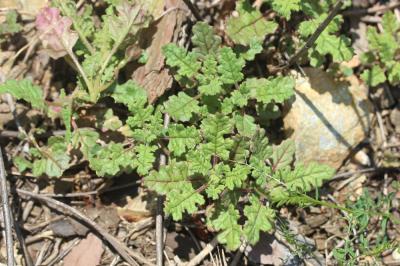 Chénopode à grappes Dysphania botrys (L.) Mosyakin & Clemants, 2002