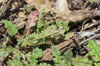 Chénopode à grappes Dysphania botrys (L.) Mosyakin & Clemants, 2002