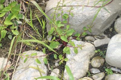 Limoine Lipandra polysperma (L.) S.Fuentes, Uotila & Borsch, 2012
