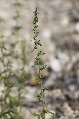 Limoine Lipandra polysperma (L.) S.Fuentes, Uotila & Borsch, 2012