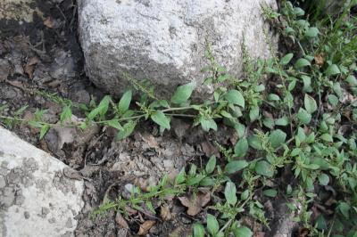 Limoine Lipandra polysperma (L.) S.Fuentes, Uotila & Borsch, 2012