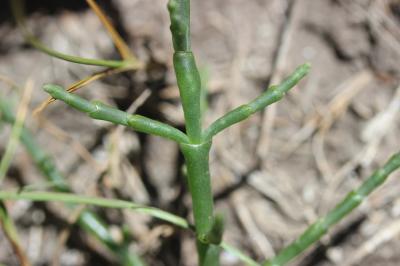 Salicorne d'Europe Salicornia europaea L., 1753