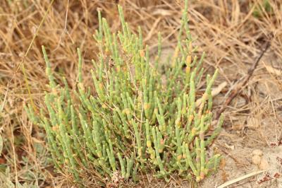 Salicorne vivace Sarcocornia perennis subsp. perennis (Mill.) A.J.Scott, 1978