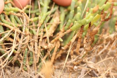 Salicorne vivace Sarcocornia perennis subsp. perennis (Mill.) A.J.Scott, 1978