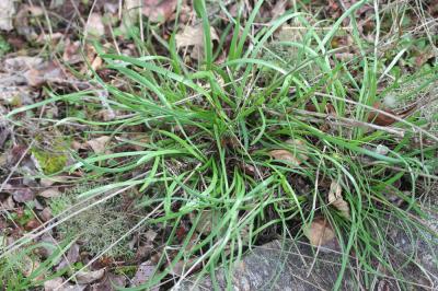 Ail des collines Allium lusitanicum Lam., 1783