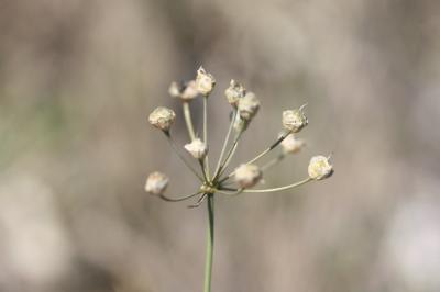 Ail musqué Allium moschatum L., 1753