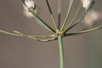 Ail musqué Allium moschatum L., 1753