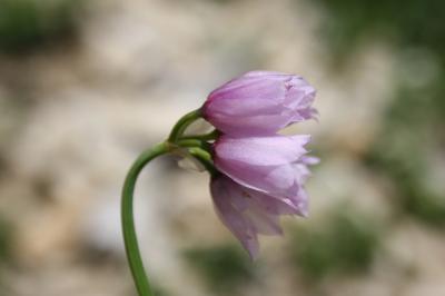 Ail à fleurs de Narcisse, Ail à feuilles de Narcis Allium narcissiflorum Vill., 1779
