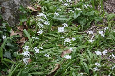 Ail de Naples, Ail blanc Allium neapolitanum Cirillo, 1788