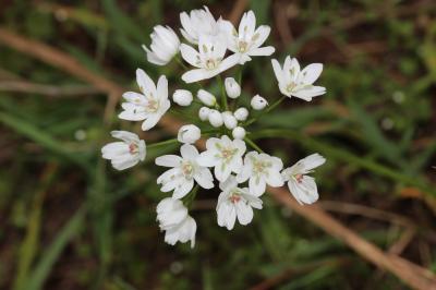 Ail de Naples, Ail blanc Allium neapolitanum Cirillo, 1788