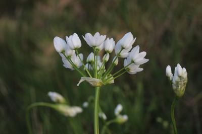 Ail de Naples, Ail blanc Allium neapolitanum Cirillo, 1788