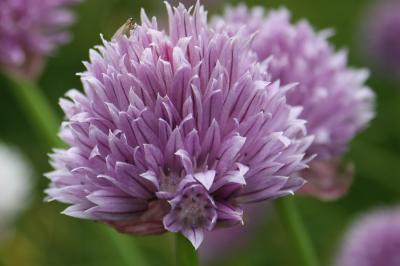 Civette, Ciboulette, Ciboule Allium schoenoprasum L., 1753