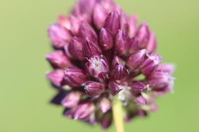 Ail arrondi Allium rotundum L., 1762