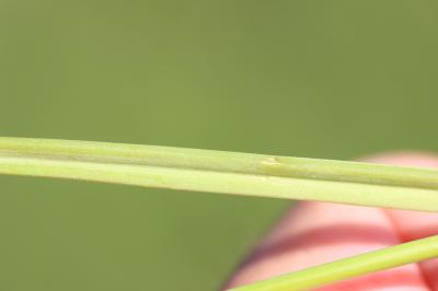 Ail arrondi Allium rotundum L., 1762