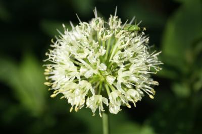 Ail victoriale, Herbe à neuf chemises, Ail de la S Allium victorialis L., 1753