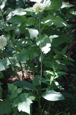 Ail victoriale, Herbe à neuf chemises, Ail de la S Allium victorialis L., 1753