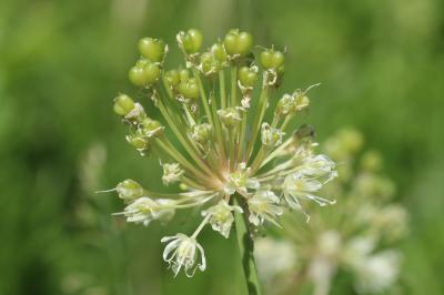 Ail victoriale, Herbe à neuf chemises, Ail de la S Allium victorialis L., 1753