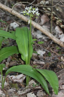 Ail des ours, Ail à larges feuilles Allium ursinum L., 1753