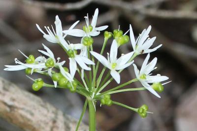 Ail des ours, Ail à larges feuilles Allium ursinum L., 1753