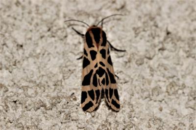 Ecaille tesselée (L'), Ecaille pudique (L') Cymbalophora pudica (Esper, 1785)