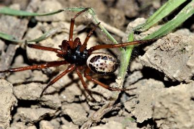  Steatoda nobilis (Thorell, 1875)