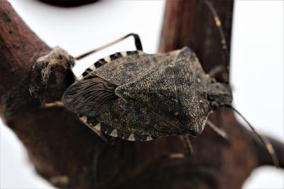 Punaise diabolique Halyomorpha halys (Stål, 1855)