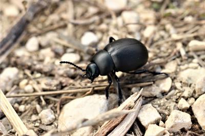 Crache-sang Timarcha tenebricosa (Fabricius, 1775)