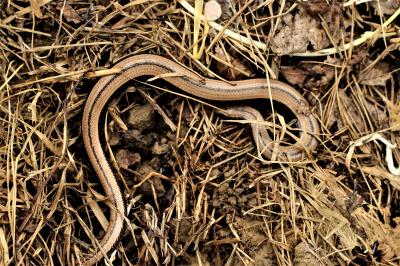 Orvet fragile Anguis fragilis Linnaeus, 1758