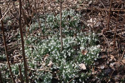 Perce-neige, Goutte de lait, Clochette d'hiver, Ga Galanthus nivalis L., 1753